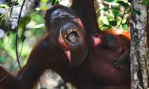 Indonesian Wildlife Adventure: A 15-Day Journey Seeking Rare Birds and Orangutans - image 2