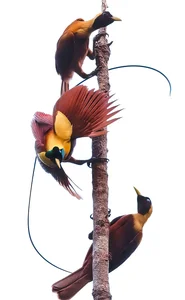 Indonesian Wildlife Adventure: A 15-Day Journey Seeking Rare Birds and Orangutans - image 10
