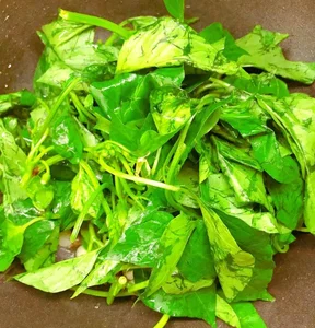 The Calcium Bank Leaf: Superfood for Eye and Liver Health - image 7