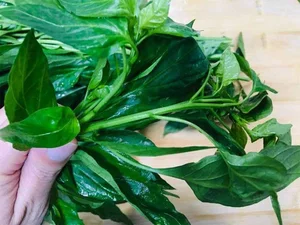 The Calcium Bank Leaf: Superfood for Eye and Liver Health - image 8