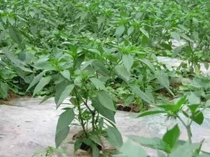 The Calcium Bank Leaf: Superfood for Eye and Liver Health - image 0