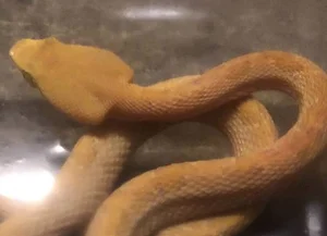 Rare White Snake Encounter During the Blue Supermoon Sparks Public Interest - image 2