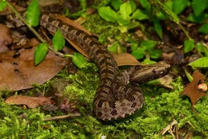 Rare White Snake Encounter During the Blue Supermoon Sparks Public Interest - image 3
