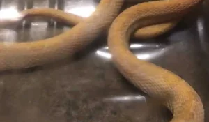 Rare White Snake Encounter During the Blue Supermoon Sparks Public Interest - image 0