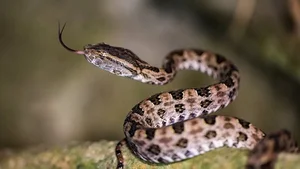 Rare White Snake Encounter During the Blue Supermoon Sparks Public Interest - image 9
