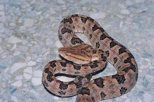 Rare White Snake Encounter During the Blue Supermoon Sparks Public Interest - image 7
