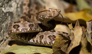 Rare White Snake Encounter During the Blue Supermoon Sparks Public Interest - image 8