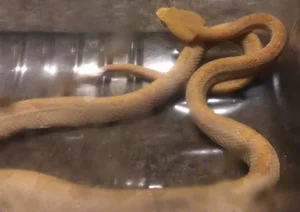 Rare White Snake Encounter During the Blue Supermoon Sparks Public Interest - image 6