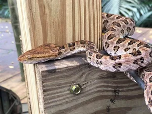Rare White Snake Encounter During the Blue Supermoon Sparks Public Interest - image 1