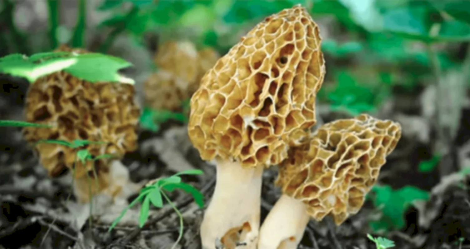 The World’s Most Expensive Mountain Mushrooms: Nature's Hidden Culinary Gold