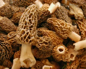 The World’s Most Expensive Mountain Mushrooms: Nature's Hidden Culinary Gold - image 4