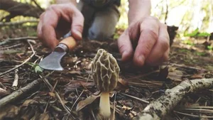 The World’s Most Expensive Mountain Mushrooms: Nature's Hidden Culinary Gold - image 5