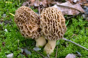 The World’s Most Expensive Mountain Mushrooms: Nature's Hidden Culinary Gold - image 2