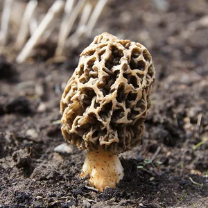 The World’s Most Expensive Mountain Mushrooms: Nature's Hidden Culinary Gold - image 0