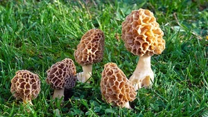 The World’s Most Expensive Mountain Mushrooms: Nature's Hidden Culinary Gold - image 7