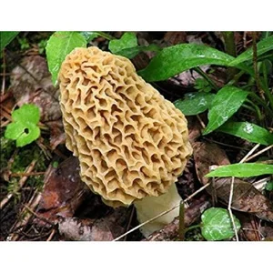 The World’s Most Expensive Mountain Mushrooms: Nature's Hidden Culinary Gold - image 1