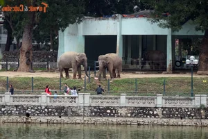 Unveiling the Historical Secrets of Thu Le Park: A Hidden Gem in the Heart of Hanoi - image 10