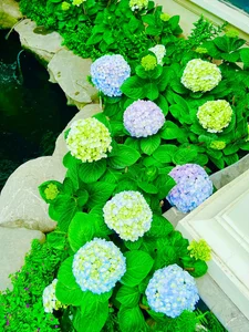 Inside a Floral Paradise: Exploring the Luxurious Villa and Stunning Gardens of a Famous Star - image 4