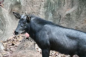 Rare Mythical-Like White Creature Spotted During Deep Forest Inspection - image 0