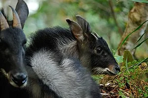 Rare Mythical-Like White Creature Spotted During Deep Forest Inspection - image 3