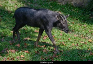 Rare Mythical-Like White Creature Spotted During Deep Forest Inspection - image 5