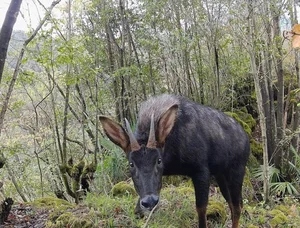 Rare Mythical-Like White Creature Spotted During Deep Forest Inspection - image 4