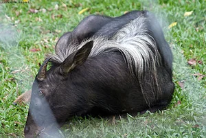 Rare Mythical-Like White Creature Spotted During Deep Forest Inspection - image 1