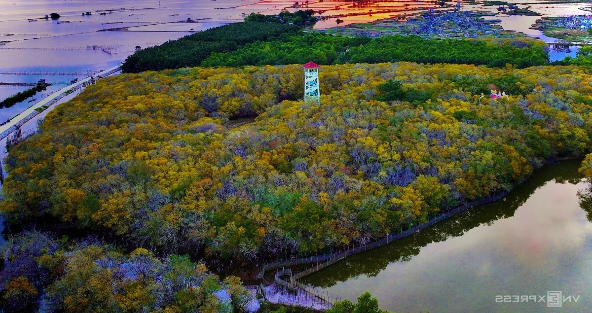 Exploring Ru Cha Mangrove Forest: Hue's Golden Autumn Season