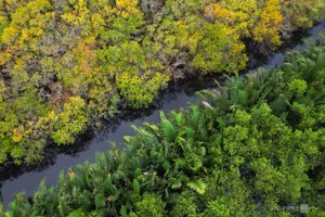 Exploring Ru Cha Mangrove Forest: Hue's Golden Autumn Season - image 9