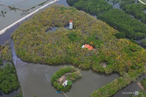 Exploring Ru Cha Mangrove Forest: Hue's Golden Autumn Season - image 6
