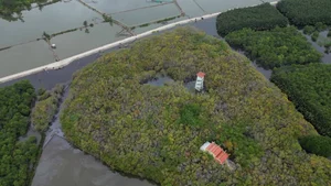 Exploring Ru Cha Mangrove Forest: Hue's Golden Autumn Season - image 5