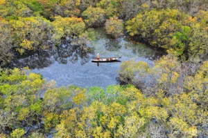Exploring Ru Cha Mangrove Forest: Hue's Golden Autumn Season - image 8