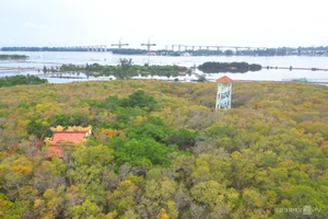 Exploring Ru Cha Mangrove Forest: Hue's Golden Autumn Season - image 1