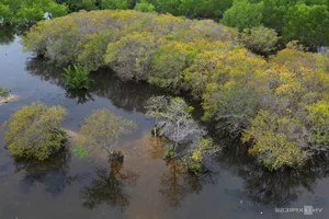 Exploring Ru Cha Mangrove Forest: Hue's Golden Autumn Season - image 10
