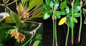 The Incredible Black Mangrove: The Plant That Gives Birth Like an Animal - image 6