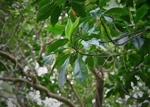 The Incredible Black Mangrove: The Plant That Gives Birth Like an Animal - image 1