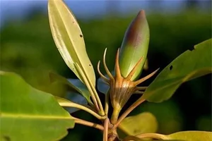 The Incredible Black Mangrove: The Plant That Gives Birth Like an Animal - image 2
