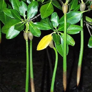 The Incredible Black Mangrove: The Plant That Gives Birth Like an Animal - image 0