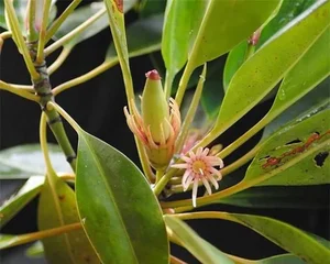 The Incredible Black Mangrove: The Plant That Gives Birth Like an Animal - image 5