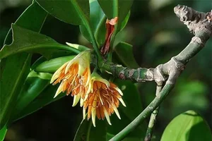 The Incredible Black Mangrove: The Plant That Gives Birth Like an Animal - image 4