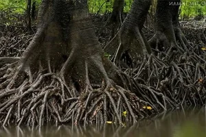 The Incredible Black Mangrove: The Plant That Gives Birth Like an Animal - image 7