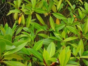 The Incredible Black Mangrove: The Plant That Gives Birth Like an Animal - image 3