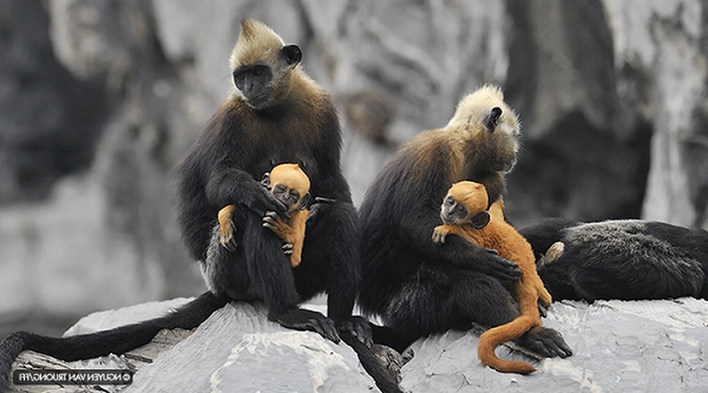 Rare White-Headed Langur Spotted Caring for Its Baby on Cat Ba Island