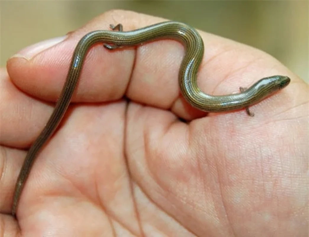 8 Bizarre Animals Found in Vietnam: Number 5 is Haunting!