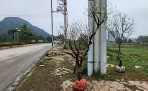The Reality of the Tet Flower Market: Discarded Peach Blossoms in Thanh Hoa - image 8