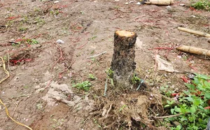 The Reality of the Tet Flower Market: Discarded Peach Blossoms in Thanh Hoa - image 2