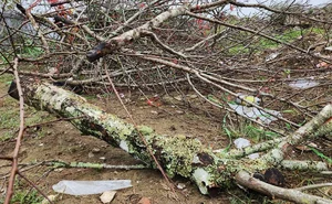 The Reality of the Tet Flower Market: Discarded Peach Blossoms in Thanh Hoa - image 14
