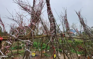 The Reality of the Tet Flower Market: Discarded Peach Blossoms in Thanh Hoa - image 6