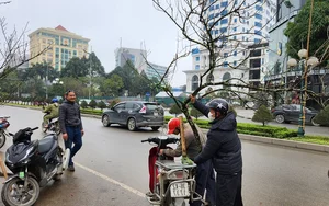 The Reality of the Tet Flower Market: Discarded Peach Blossoms in Thanh Hoa - image 12
