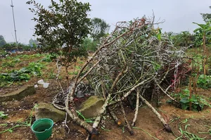 The Reality of the Tet Flower Market: Discarded Peach Blossoms in Thanh Hoa - image 4